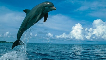 Swimming with Dolphins in Atlantic Waters