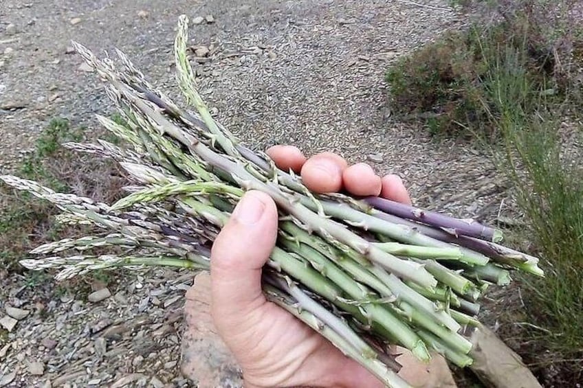 The wild asparagus from the slopes of the Guadiana