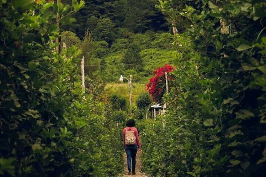 The best of Tegucigalpa walking tour