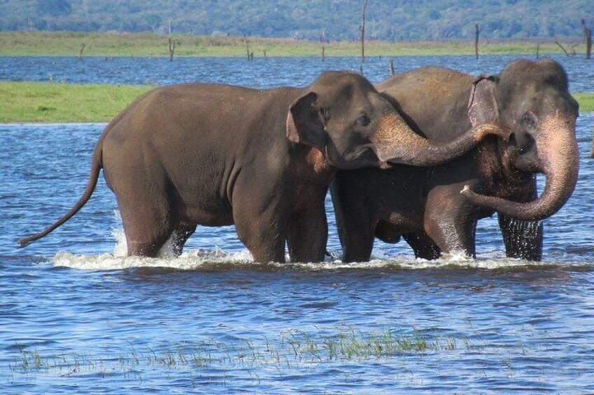 Wildlife Safari at Kaudulla National Park