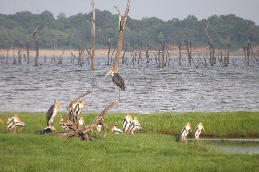 Wildlife Safari at Kaudulla National Park