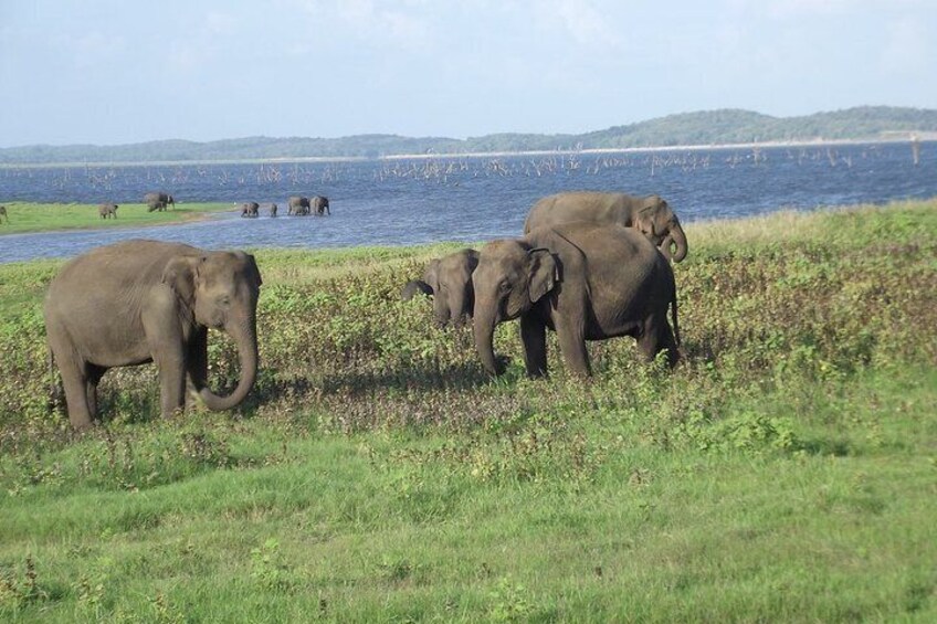 Wildlife Safari at Kaudulla National Park