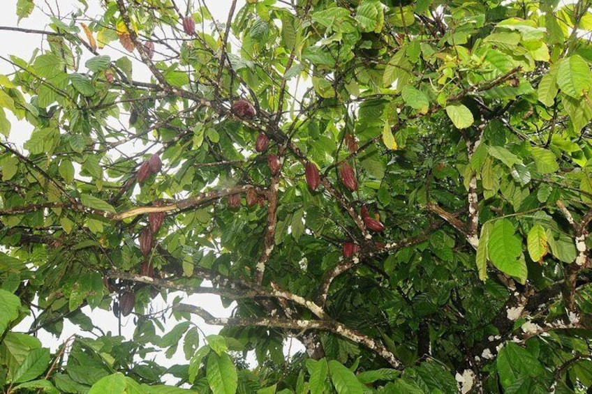Cacao tree