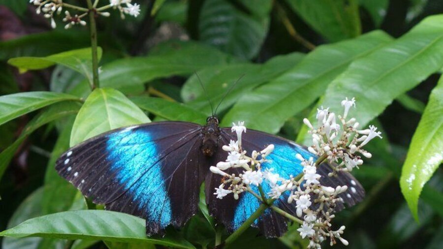 Neotropical Butterfly Park and Colakreek Full-Day Tour