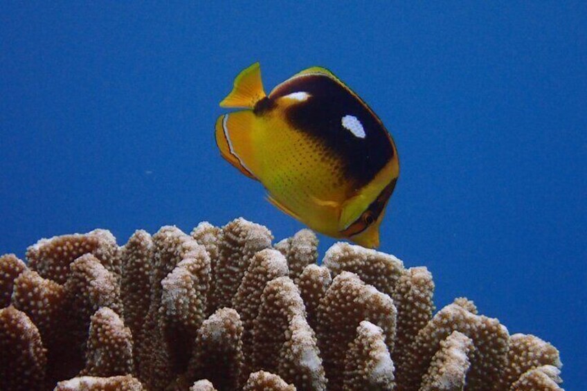 One of the many fish seen on Maui's reefs
