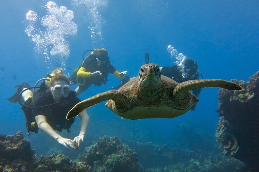 Maui scuba diving with turtles!