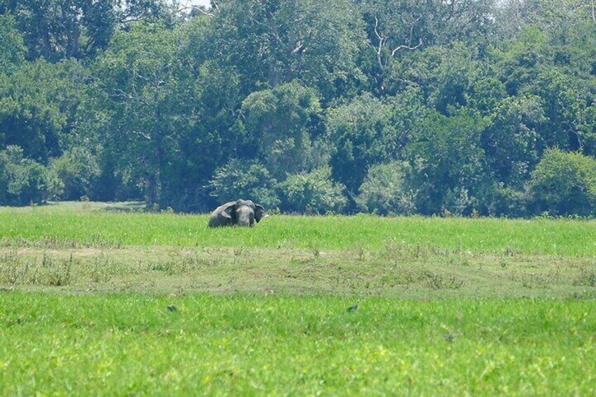 Lahugala Kitulana National Park Safari with Naturalist