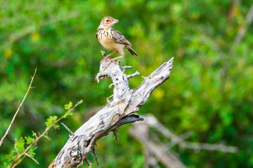 Lahugala Kitulana National Park Safari with Naturalist