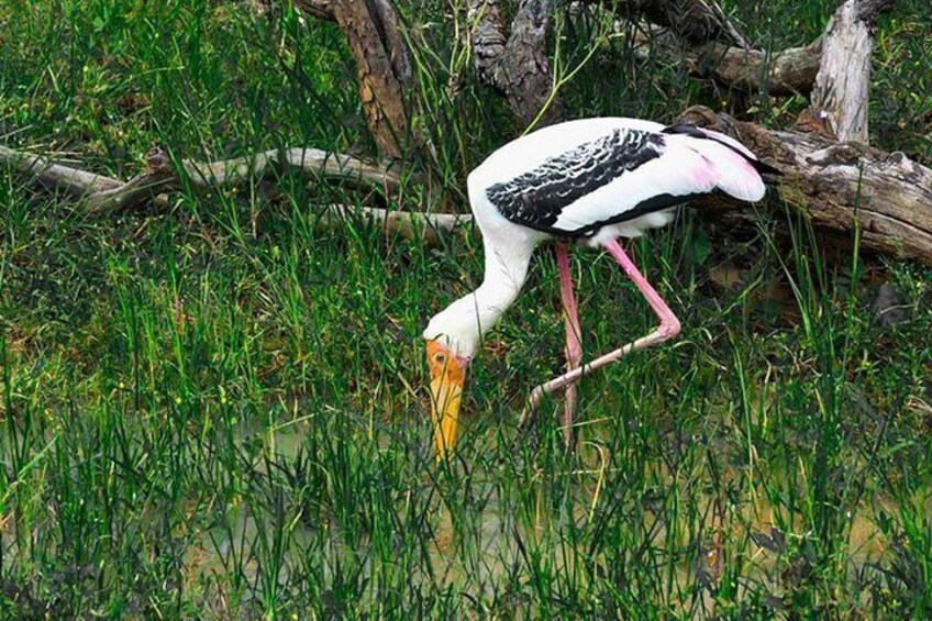 Lahugala Kitulana National Park Safari with Naturalist