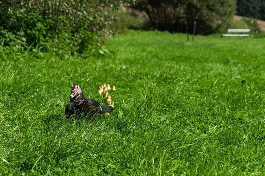 Farm animal Muscovy duck