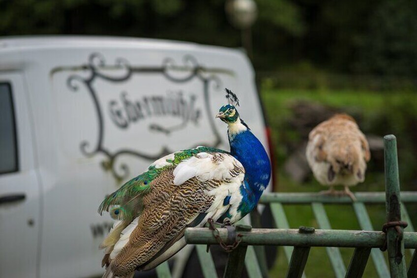 farm animal peacock