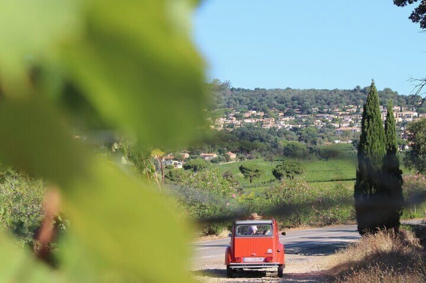 1/2 day private Vintage tour, vineyards of Saint-Tropez