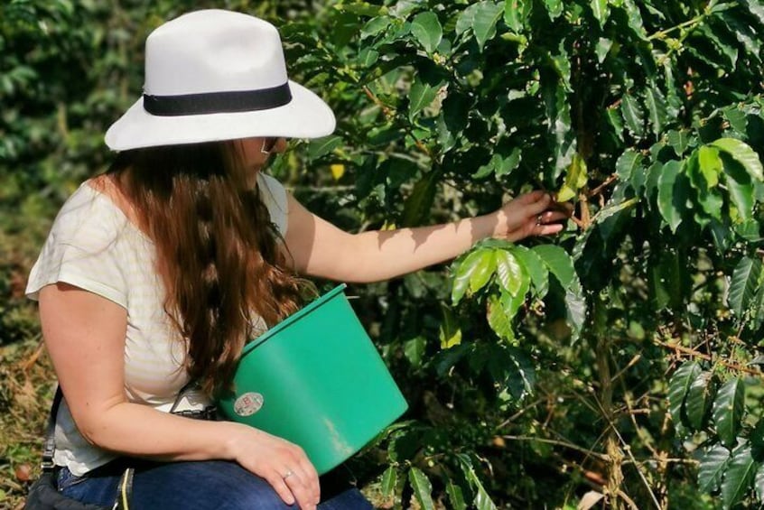 Private Coffee Farm Tour & ATVs: A Super Fun & Educational Day