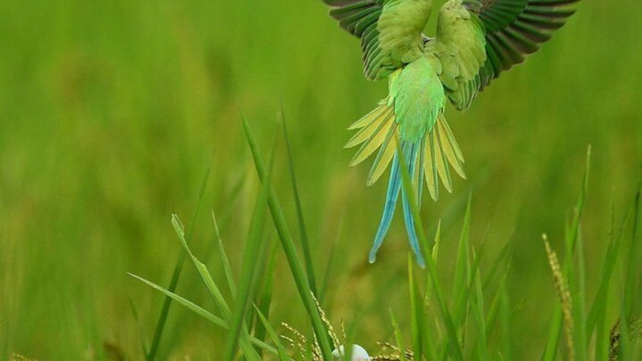 Birdwatching Walk in Thalangama Wetland from Colombo