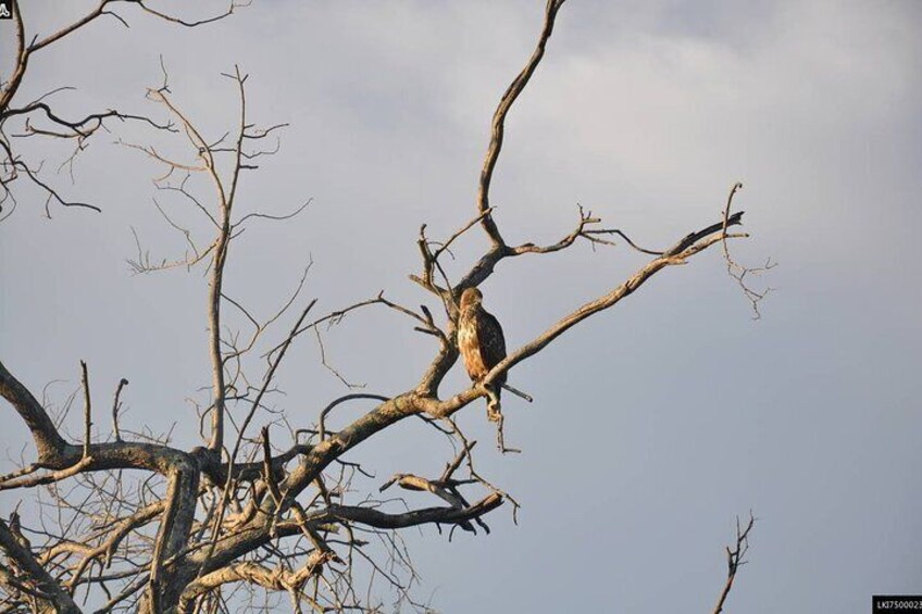 Birdwatching Walk in Thalangama Wetland from Colombo