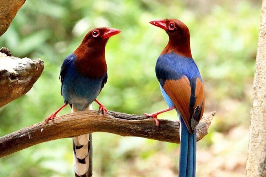 Birdwatching Walk in Thalangama Wetland from Colombo