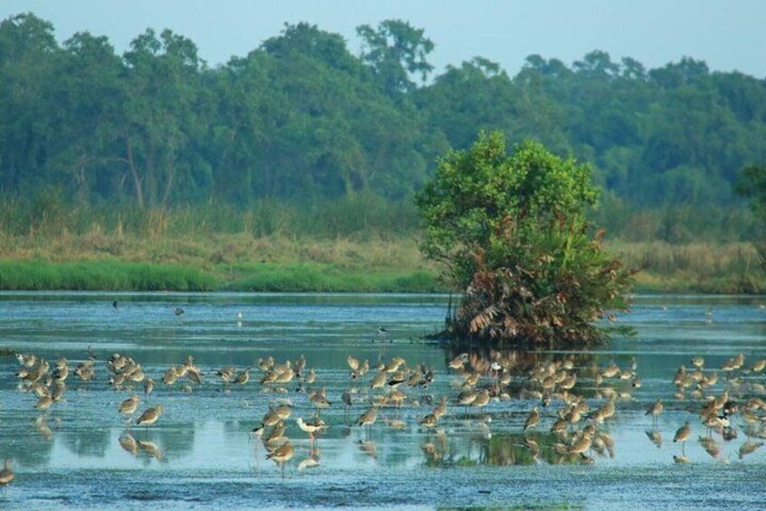 Birdwatching Walk in Thalangama Wetland from Colombo