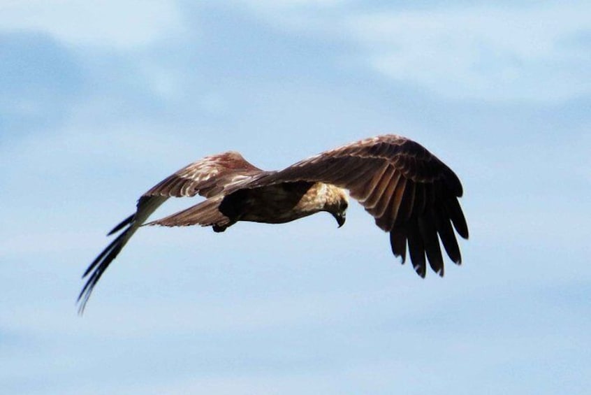 Birdwatching Walk in Thalangama Wetland from Colombo