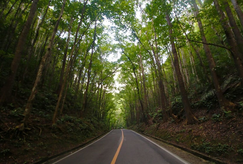 Affordable Bohol Countryside Tour with Lunch