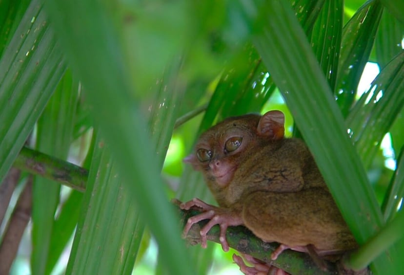 Affordable Bohol Countryside Tour with Lunch