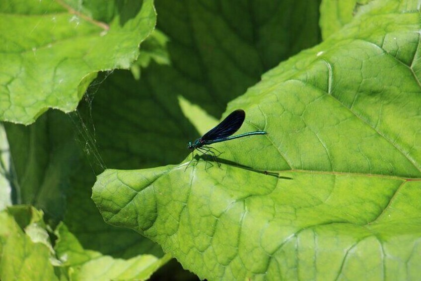 Dragonfly on a leaf