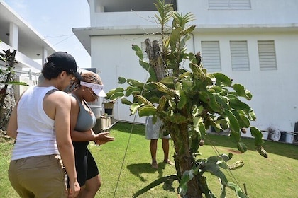 Puerto Rico Agritourism Tour