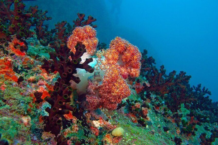 Snorkeling in Negombo