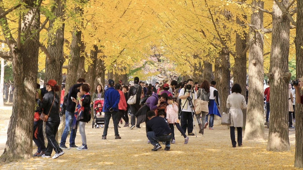 Beautiful yellow trees and a street full of people in Seoul