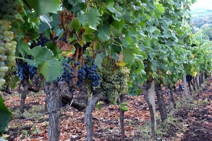 Private visit to the cellars of Etna with wine tasting