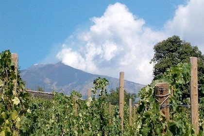 Private visit to the cellars of Etna with wine tasting