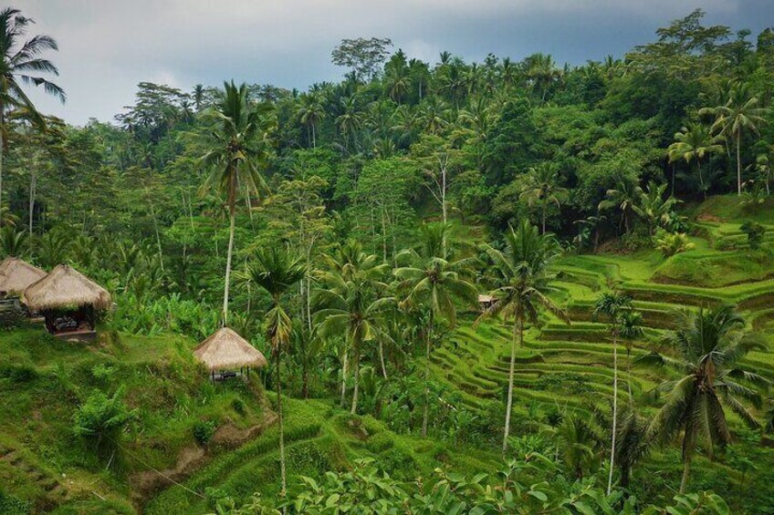 Best of Ubud with Jungle Swing Tour