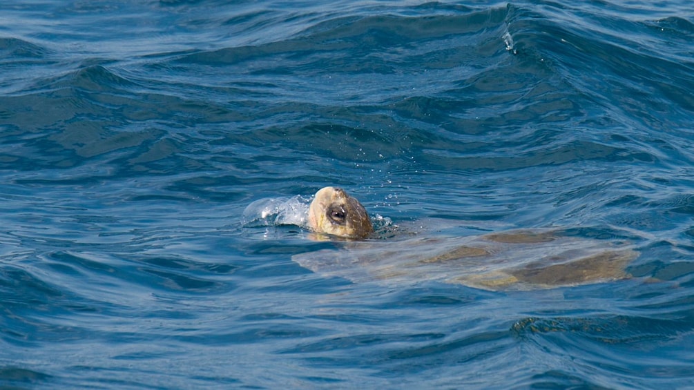 sea turtle in mexico