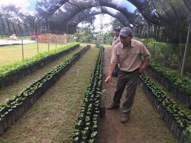 De Huatulco : Pluma Café, Origine et Essence