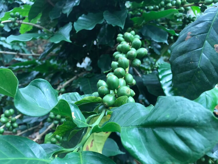 From Huatulco: Pluma Coffee, Origin and Essence