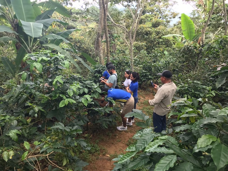 From Huatulco: Pluma Coffee, Origin and Essence
