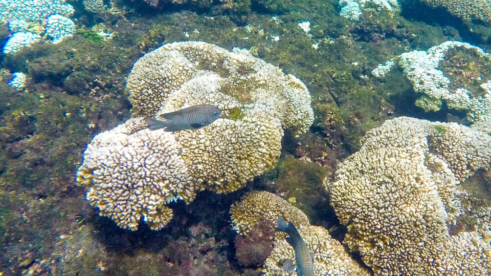 Coral and fish underwater