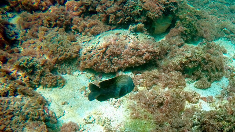 Dark fish swimming in coral