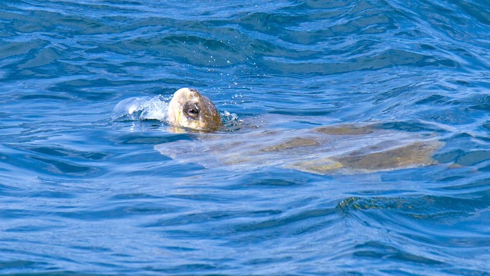 A sea turtle surfacing 