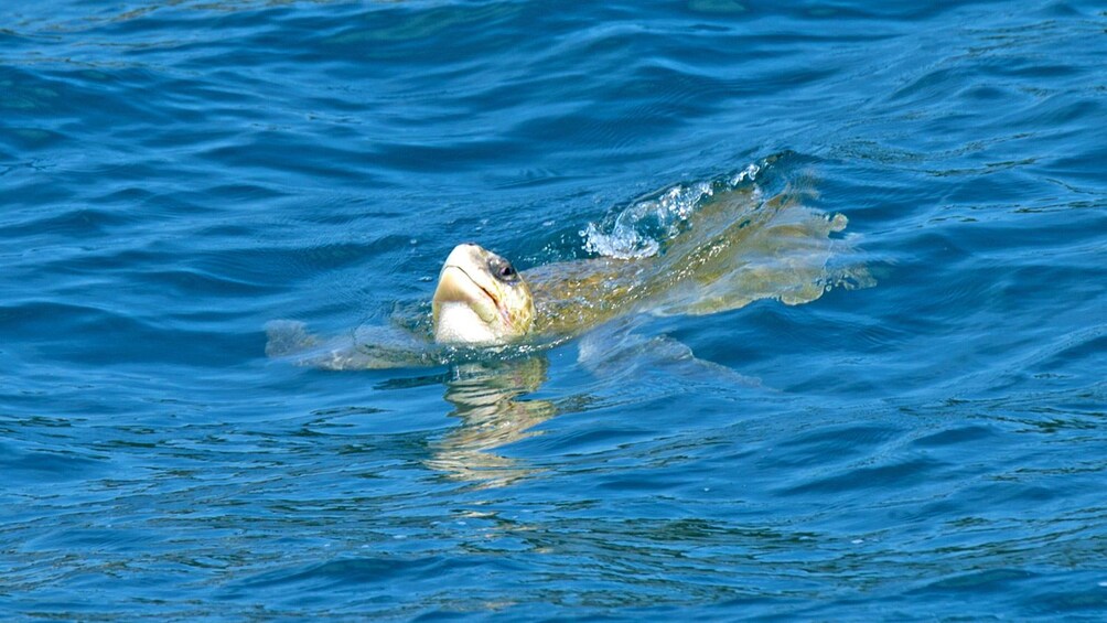 A sea turtle surfacing