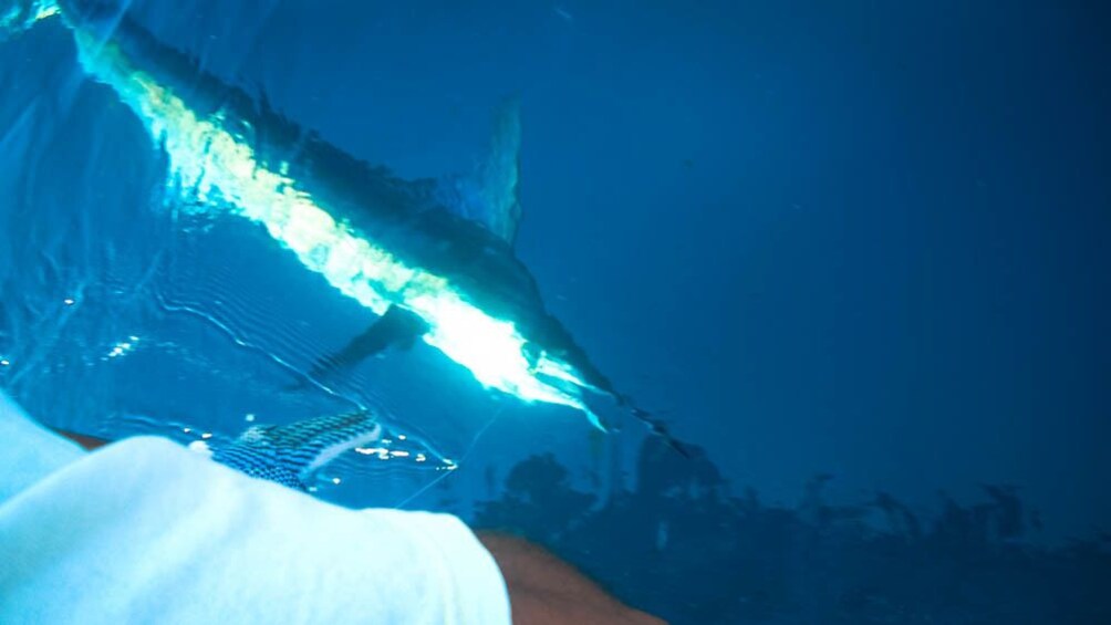 Ocean view of fish swimming in ocean.