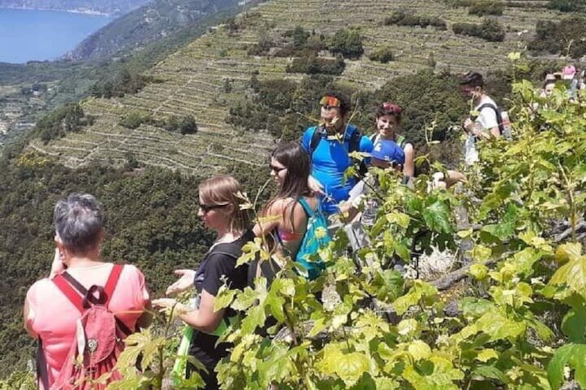 Minitrekking and visit of the Cinque Terre vineyard
