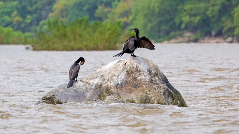 Two water birds sit on a rock on the Rio Copalita