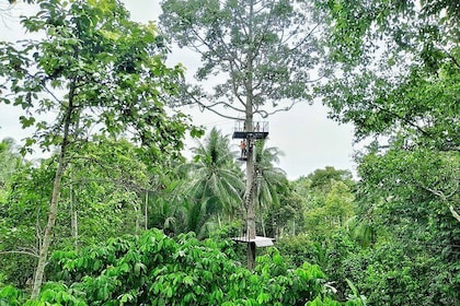 Samui Zipline Explore and Connect with Nature