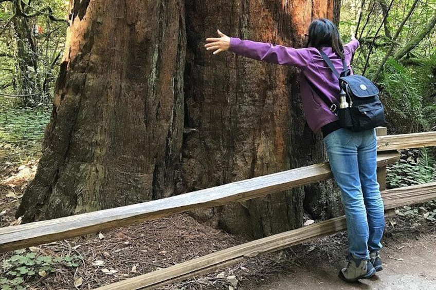 Magical Muir Woods Car Tour (Private & All-Inclusive)