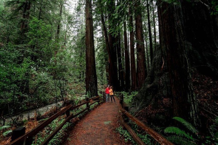 Magical Muir Woods Car Tour (Private & All-Inclusive)