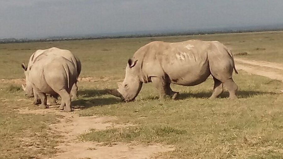 The Endangered White Rhinoceros under Snow Capped Mount Kenya in Ol Pejeta Conservancy.
