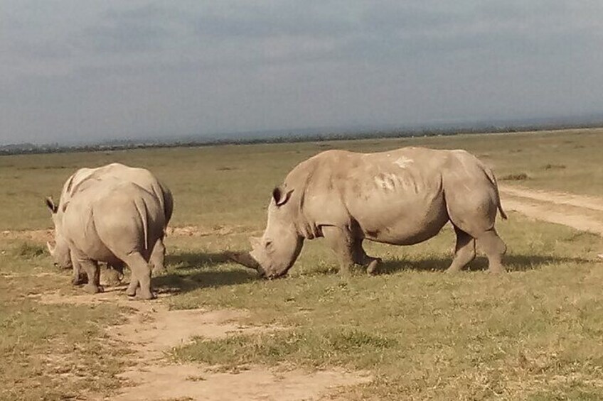 The Endangered White Rhinoceros under Snow Capped Mount Kenya in Ol Pejeta Conservancy.