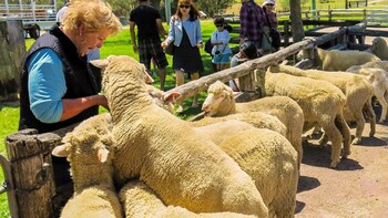 Private Day Trip to Tobruk Sheep Station with Barbecue Lunch