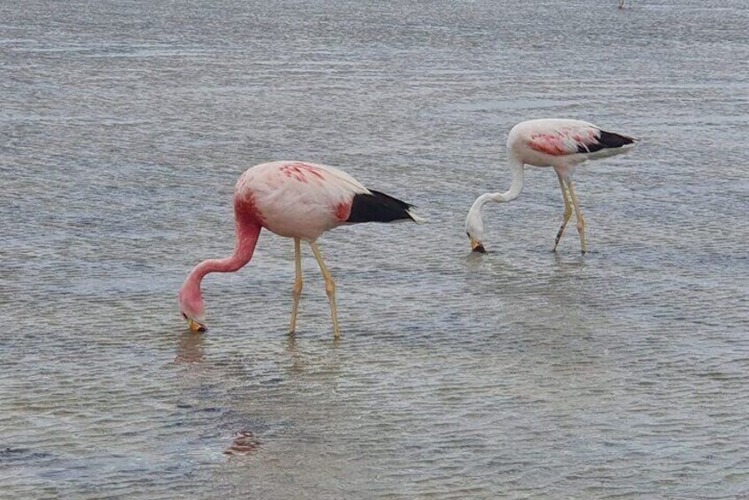 The Rare Guest in Amboseli National Park, The Lesser and Greater Flamingos.