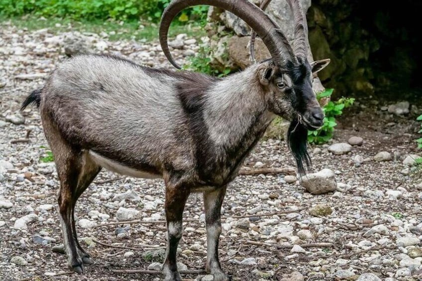 Kri-kri, the endangered Cretan goat